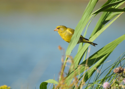 <i class='fa fa-user'></i>&nbsp;Jovanzo&nbsp;|   Groenling&nbsp; <i class='fa fa-eye'>&nbsp;156</i> &nbsp;<i class='fa fa-thumbs-up'>&nbsp;4</i> &nbsp; <i class='fa fa-comment-o'>&nbsp;5</i>