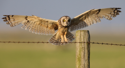 <i class='fa fa-user'></i>&nbsp;horneman69&nbsp;|   Velduil&nbsp; <i class='fa fa-eye'>&nbsp;280</i> &nbsp;<i class='fa fa-thumbs-up'>&nbsp;7</i> &nbsp; <i class='fa fa-comment-o'>&nbsp;11</i>