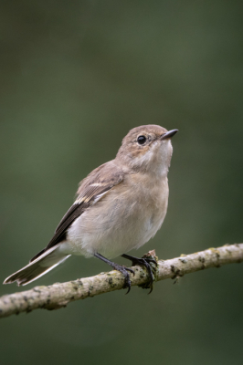 <i class='fa fa-user'></i>&nbsp;tinus_fotografie&nbsp;|   Bonte Vliegenvanger&nbsp; <i class='fa fa-eye'>&nbsp;137</i> &nbsp; <i class='fa fa-comment-o'>&nbsp;2</i>