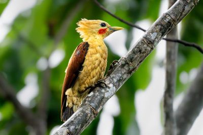 Na 6 maanden in Suriname gewoond te hebben en talloze vogels gezien te hebben, zat het er dan eindelijk op. Dit was de laatste dag dat ik nog vogels kon gaan spotten. De strogele specht was eentje die hoog op mijn lijst stond, maar ik nog niet had gezien. In de laatste 5 minuten hoorde de gids ineens de roep en ineens zat zij daar recht voor mij op de Balsa boom. Snel een aantal foto's geschoten en daar zat deze tussen. Ik vind het geweldig hoe het tegenlicht door haar kruin schijnt.