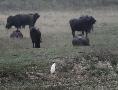 <i class='fa fa-user'></i>&nbsp;gntStattmann&nbsp;|   Grote Zilverreiger&nbsp; <i class='fa fa-eye'>&nbsp;156</i> &nbsp; <i class='fa fa-comment-o'>&nbsp;3</i>