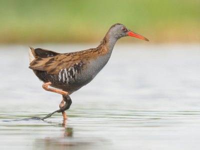 In het riet aan weerszijden van HBN-10 in de Breebaartpolder Termunten waren twee rallen actief. Plotseling vloog een ral voor de hut langs om even later weer in een spurt terug te keren. In dit korte moment gelukkig een foto kunnen maken.