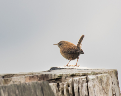 Veel foto's van een bruin vogeltje op een mooie kale tak kunnen maken, maar door het sterke licht achter het vogeltje was door de zoeker geen determinatie mogelijk. Maar even later gaat hij op een afgezaagde populier zitten met zijn staart omhoog en was er geen twijfel meer.