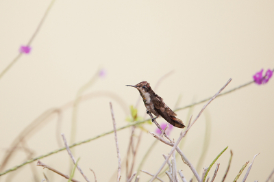 <i class='fa fa-user'></i>&nbsp;Erik van Ark&nbsp;|   Muskietkolibrie&nbsp; <i class='fa fa-eye'>&nbsp;113</i> &nbsp; <i class='fa fa-comment-o'>&nbsp;2</i>