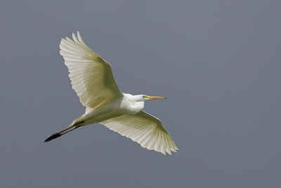 <i class='fa fa-user'></i>&nbsp;Fokke57&nbsp;|   Grote Zilverreiger&nbsp; <i class='fa fa-eye'>&nbsp;124</i> &nbsp;<i class='fa fa-thumbs-up'>&nbsp;1</i> &nbsp; <i class='fa fa-comment-o'>&nbsp;1</i>