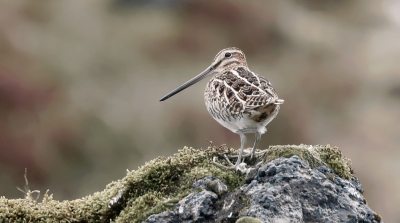 <i class='fa fa-user'></i>&nbsp;Leo Tukker&nbsp;|   Watersnip&nbsp; <i class='fa fa-eye'>&nbsp;166</i> &nbsp;<i class='fa fa-thumbs-up'>&nbsp;2</i> &nbsp; <i class='fa fa-comment-o'>&nbsp;4</i>