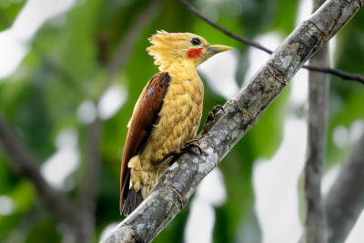 Na 6 maanden in Suriname gewoond te hebben en talloze vogels gezien te hebben, zat het er dan eindelijk op. Dit was de laatste dag dat ik nog vogels kon gaan spotten. De strogele specht was eentje die hoog op mijn lijst stond, maar ik nog niet had gezien. In de laatste 5 minuten hoorde de gids ineens de roep en ineens zat zij daar recht voor mij op de Balsa boom. Snel een aantal foto's geschoten en daar zat deze tussen. Ik vind het geweldig hoe het tegenlicht door haar kruin schijnt.