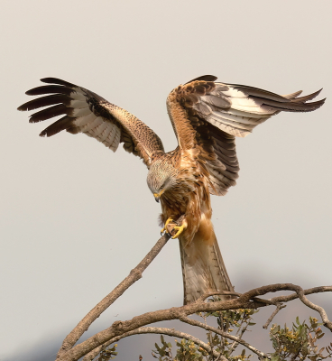 <i class='fa fa-user'></i>&nbsp;Ben Reitsma&nbsp;|   Rode Wouw&nbsp; <i class='fa fa-eye'>&nbsp;182</i> &nbsp; <i class='fa fa-comment-o'>&nbsp;2</i>