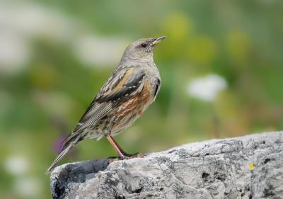 <i class='fa fa-user'></i>&nbsp;HansMolenaar&nbsp;|   Alpenheggenmus&nbsp; <i class='fa fa-eye'>&nbsp;170</i> &nbsp; <i class='fa fa-comment-o'>&nbsp;4</i>