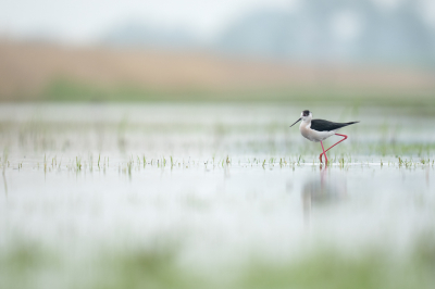 <i class='fa fa-user'></i>&nbsp;Loes Belovics&nbsp;|   Steltkluut&nbsp; <i class='fa fa-eye'>&nbsp;180</i> &nbsp;<i class='fa fa-thumbs-up'>&nbsp;5</i> &nbsp; <i class='fa fa-comment-o'>&nbsp;6</i>