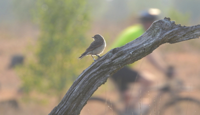 <i class='fa fa-user'></i>&nbsp;sieb&nbsp;|   Tapuit&nbsp; <i class='fa fa-eye'>&nbsp;154</i> &nbsp;<i class='fa fa-thumbs-up'>&nbsp;1</i> &nbsp; <i class='fa fa-comment-o'>&nbsp;5</i>