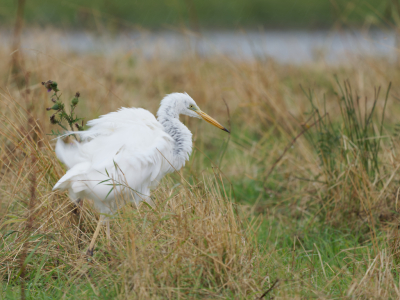 <i class='fa fa-user'></i>&nbsp;gntStattmann&nbsp;|   Grote Zilverreiger&nbsp; <i class='fa fa-eye'>&nbsp;107</i> &nbsp; <i class='fa fa-comment-o'>&nbsp;1</i>