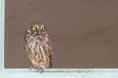 <i class='fa fa-user'></i>&nbsp;Wim Apswoude&nbsp;|   Steenuil&nbsp; <i class='fa fa-eye'>&nbsp;141</i> &nbsp;<i class='fa fa-thumbs-up'>&nbsp;1</i> &nbsp; <i class='fa fa-comment-o'>&nbsp;2</i>