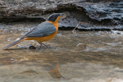 2 type Robin-Chat in Gambia kunnen fotograferen. Deze Snowy-crowned Robin-Chat hebben we aanzienlijk minder gespot dan de White-crowned Robin-Chat.