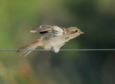 <i class='fa fa-user'></i>&nbsp;Hillebrand Keun&nbsp;|   Grauwe Klauwier&nbsp; <i class='fa fa-eye'>&nbsp;124</i> &nbsp;<i class='fa fa-thumbs-up'>&nbsp;5</i> &nbsp; <i class='fa fa-comment-o'>&nbsp;4</i>