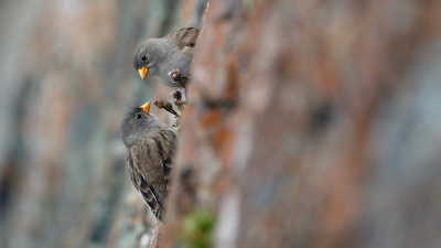 <i class='fa fa-user'></i>&nbsp;Theo Jacobs&nbsp;|   Sneeuwvink&nbsp; <i class='fa fa-eye'>&nbsp;181</i> &nbsp;<i class='fa fa-thumbs-up'>&nbsp;4</i> &nbsp; <i class='fa fa-comment-o'>&nbsp;4</i>