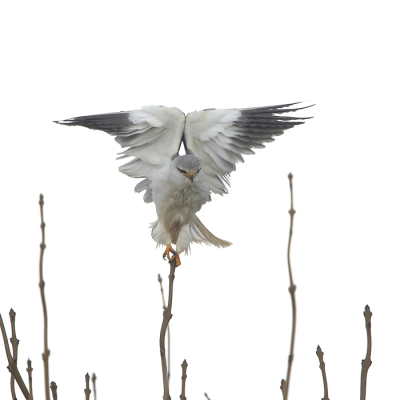 <i class='fa fa-user'></i>&nbsp;Tjballe&nbsp;|   Grijze Wouw&nbsp; <i class='fa fa-eye'>&nbsp;268</i> &nbsp;<i class='fa fa-thumbs-up'>&nbsp;2</i> &nbsp; <i class='fa fa-comment-o'>&nbsp;2</i>