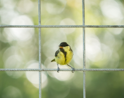 <i class='fa fa-user'></i>&nbsp;Truus Aletta Maan&nbsp;|   Koolmees&nbsp; <i class='fa fa-eye'>&nbsp;155</i> &nbsp;<i class='fa fa-thumbs-up'>&nbsp;4</i> &nbsp; <i class='fa fa-comment-o'>&nbsp;10</i>