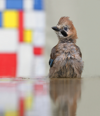 <i class='fa fa-user'></i>&nbsp;corvanspijk&nbsp;|   Gaai&nbsp; <i class='fa fa-eye'>&nbsp;253</i> &nbsp;<i class='fa fa-thumbs-up'>&nbsp;6</i> &nbsp; <i class='fa fa-comment-o'>&nbsp;7</i>