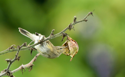 <i class='fa fa-user'></i>&nbsp;Ties Niehof&nbsp;|   Tjiftjaf&nbsp; <i class='fa fa-eye'>&nbsp;215</i> &nbsp;<i class='fa fa-thumbs-up'>&nbsp;4</i> &nbsp; <i class='fa fa-comment-o'>&nbsp;4</i>