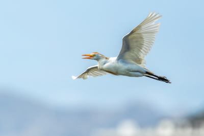 Eigenlijk is het hier veel te warm om met camera op pad te gaan. Maar we zitten nu vlak bij Albufera-Mallorca en daar is een mooi stuk wetland waar veel te zien is. Dus toch maar even op pad geweest terwijl de zweet druppels over mijn gezicht liepen bij 37C.