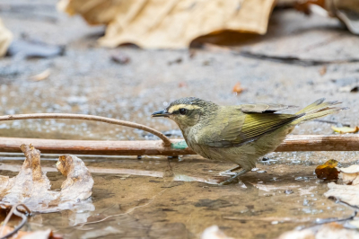 De dag in het gebied van Tujereng, kregen we vele vogels te zien, waaronder deze mooie Green Hylia.