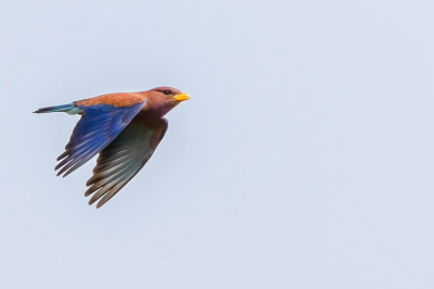 Op grotere afstand vloog er geregeld een blauw gevleugelde vogel vanuit het riet over de waterplas. Nadat ik hem "te pakken had" zag ik dat het hierop de Breedbekscharrelaar ging.