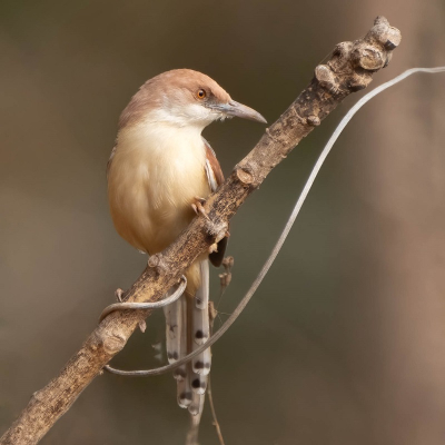 Ik dacht zelf dat het hier om een Prinia erythroptera - Red-winged Prinia gaat, maar die herkent BP niet. Ik heb daarom maar even voor een andere Prinia naam gekozen om hem hier te kunnen plaatsen.