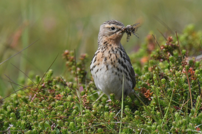 <i class='fa fa-user'></i>&nbsp;hosperh&nbsp;|   Roodkeelpieper&nbsp; <i class='fa fa-eye'>&nbsp;185</i> &nbsp;<i class='fa fa-thumbs-up'>&nbsp;3</i> &nbsp; <i class='fa fa-comment-o'>&nbsp;5</i>