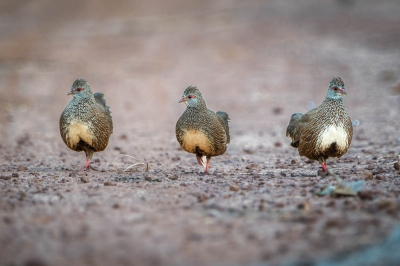 Erg vroeg in de ochtend met (te) weinig licht toonde deze patrijzen zich een 2 tal keer aan ons op de weg. De eerste keer tekort om een juiste foto te maken, maar de 2e keer was ik voorbereid en lag ik tijdig op de grond om deze foto te maken.