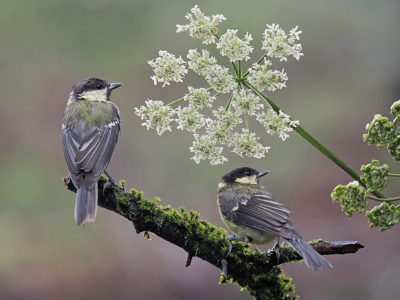 <i class='fa fa-user'></i>&nbsp;Krijn Dijkema&nbsp;|   Koolmees&nbsp; <i class='fa fa-eye'>&nbsp;168</i> &nbsp; <i class='fa fa-comment-o'>&nbsp;5</i>