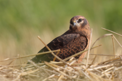 <i class='fa fa-user'></i>&nbsp;horneman69&nbsp;|   Grauwe Kiekendief&nbsp; <i class='fa fa-eye'>&nbsp;251</i> &nbsp;<i class='fa fa-thumbs-up'>&nbsp;10</i> &nbsp; <i class='fa fa-comment-o'>&nbsp;4</i>