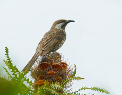 <i class='fa fa-user'></i> Theo Hendriks | Zwartkapborstelvogel  <i class='fa fa-eye'> 118</i>  <i class='fa fa-thumbs-up'> 1</i>   <i class='fa fa-comment-o'> 1</i>