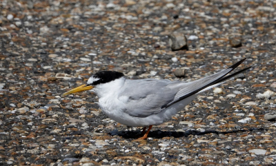 <i class='fa fa-user'></i>&nbsp;ko katsman&nbsp;|   Dwergstern&nbsp; <i class='fa fa-eye'>&nbsp;193</i> &nbsp; <i class='fa fa-comment-o'>&nbsp;2</i>