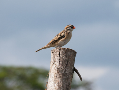 <i class='fa fa-user'></i>&nbsp;guido mwm&nbsp;|   Dominicanerwida&nbsp; <i class='fa fa-eye'>&nbsp;201</i> &nbsp;<i class='fa fa-thumbs-up'>&nbsp;1</i> &nbsp; <i class='fa fa-comment-o'>&nbsp;6</i>