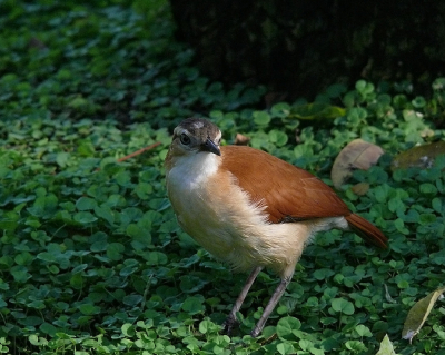 <i class='fa fa-user'></i> guido mwm | Bleekpootovenvogel  <i class='fa fa-eye'> 127</i>  <i class='fa fa-thumbs-up'> 1</i>   <i class='fa fa-comment-o'> 8</i>