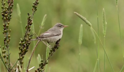 <i class='fa fa-user'></i> Leo Tukker |   Griekse Spotvogel  <i class='fa fa-eye'> 179</i>  <i class='fa fa-thumbs-up'> 1</i>   <i class='fa fa-comment-o'> 2</i>