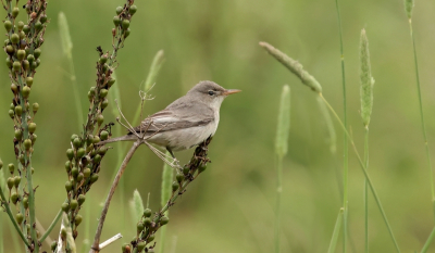 <i class='fa fa-user'></i> Leo Tukker | Griekse Spotvogel  <i class='fa fa-eye'> 168</i>  <i class='fa fa-thumbs-up'> 1</i>   <i class='fa fa-comment-o'> 2</i>