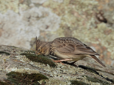 <i class='fa fa-user'></i>&nbsp;sieb&nbsp;|   Kuifleeuwerik&nbsp; <i class='fa fa-eye'>&nbsp;224</i> &nbsp;<i class='fa fa-thumbs-up'>&nbsp;2</i> &nbsp; <i class='fa fa-comment-o'>&nbsp;7</i>