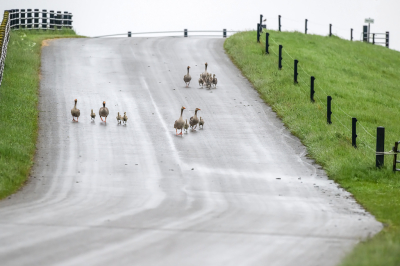 <i class='fa fa-user'></i>&nbsp;Bert Ooms&nbsp;|   Grauwe Gans&nbsp; <i class='fa fa-eye'>&nbsp;269</i> &nbsp;<i class='fa fa-thumbs-up'>&nbsp;10</i> &nbsp; <i class='fa fa-comment-o'>&nbsp;15</i>