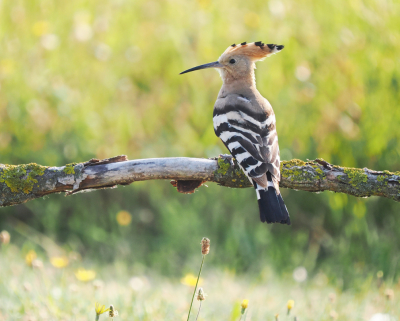 <i class='fa fa-user'></i>&nbsp;Krijn Dijkema&nbsp;|   Hop&nbsp; <i class='fa fa-eye'>&nbsp;225</i> &nbsp; <i class='fa fa-comment-o'>&nbsp;1</i>