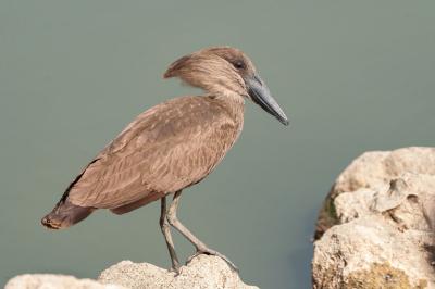 Doordat de zitjes bij het restaurant aan het water liggen, zijn de vogels iets meer gewend aan mensen en zijn ze beter benaderbaar.