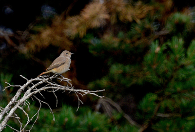 <i class='fa fa-user'></i>&nbsp;josephine&nbsp;|   Gekraagde Roodstaart&nbsp; <i class='fa fa-eye'>&nbsp;221</i> &nbsp;<i class='fa fa-thumbs-up'>&nbsp;6</i> &nbsp; <i class='fa fa-comment-o'>&nbsp;9</i>