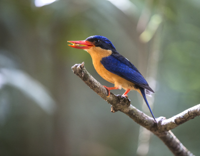 <i class='fa fa-user'></i> Theo Hendriks | Australische Vlagstaartijsvogel  <i class='fa fa-eye'> 160</i>  <i class='fa fa-thumbs-up'> 6</i>   <i class='fa fa-comment-o'> 3</i>