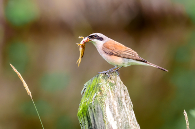 <i class='fa fa-user'></i>&nbsp;John_Jak&nbsp;|   Grauwe Klauwier&nbsp; <i class='fa fa-eye'>&nbsp;319</i> &nbsp;<i class='fa fa-thumbs-up'>&nbsp;2</i> &nbsp; <i class='fa fa-comment-o'>&nbsp;2</i>