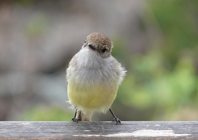 <i class='fa fa-user'></i>&nbsp;guido mwm&nbsp;|   Gal�pagostiran&nbsp; <i class='fa fa-eye'>&nbsp;154</i> &nbsp;<i class='fa fa-thumbs-up'>&nbsp;1</i> &nbsp; <i class='fa fa-comment-o'>&nbsp;2</i>