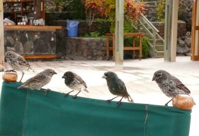 <i class='fa fa-user'></i>&nbsp;guido mwm&nbsp;|   Kleine Grondvink&nbsp; <i class='fa fa-eye'>&nbsp;223</i> &nbsp;<i class='fa fa-thumbs-up'>&nbsp;5</i> &nbsp; <i class='fa fa-comment-o'>&nbsp;12</i>