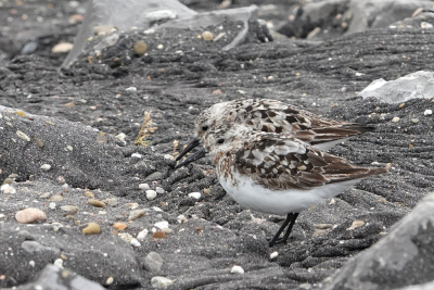 <i class='fa fa-user'></i>&nbsp;ko katsman&nbsp;|   Drieteenstrandloper&nbsp; <i class='fa fa-eye'>&nbsp;165</i> &nbsp; <i class='fa fa-comment-o'>&nbsp;2</i>