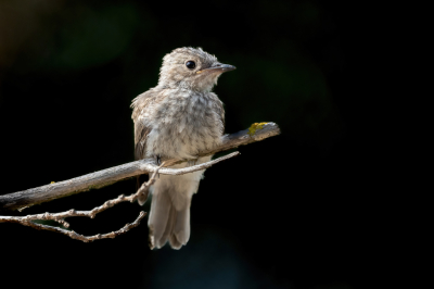 <i class='fa fa-user'></i>&nbsp;wouterroepel&nbsp;|   Balearische Vliegenvanger&nbsp; <i class='fa fa-eye'>&nbsp;158</i> &nbsp;<i class='fa fa-thumbs-up'>&nbsp;1</i> &nbsp; <i class='fa fa-comment-o'>&nbsp;1</i>