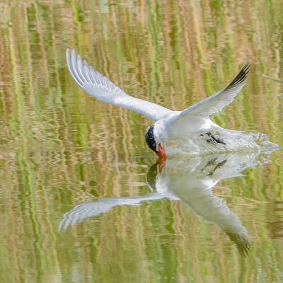 De Tern kwam geregeld over het water gevlogen bij Calypso, maar het kostte me toch aanzienlijk wat tijd om dit goed te timen, omdat hij/zij ook niet een vast punt had en snel is.

Ik heb deze ook scheppend met de kop naar voren gericht, maar heb bewust voor deze gekozen, door de spiegeling.